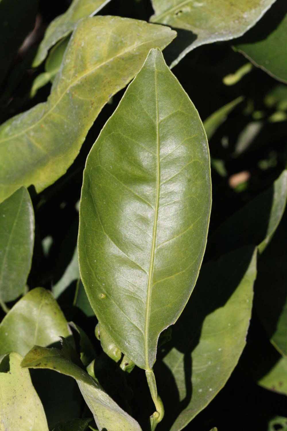              Unifoliolate leaf (Riverside, CA)       